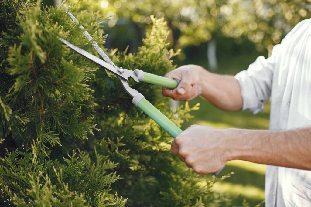 Storm-Proof Your Backyard: The Power of Preventative Trimming