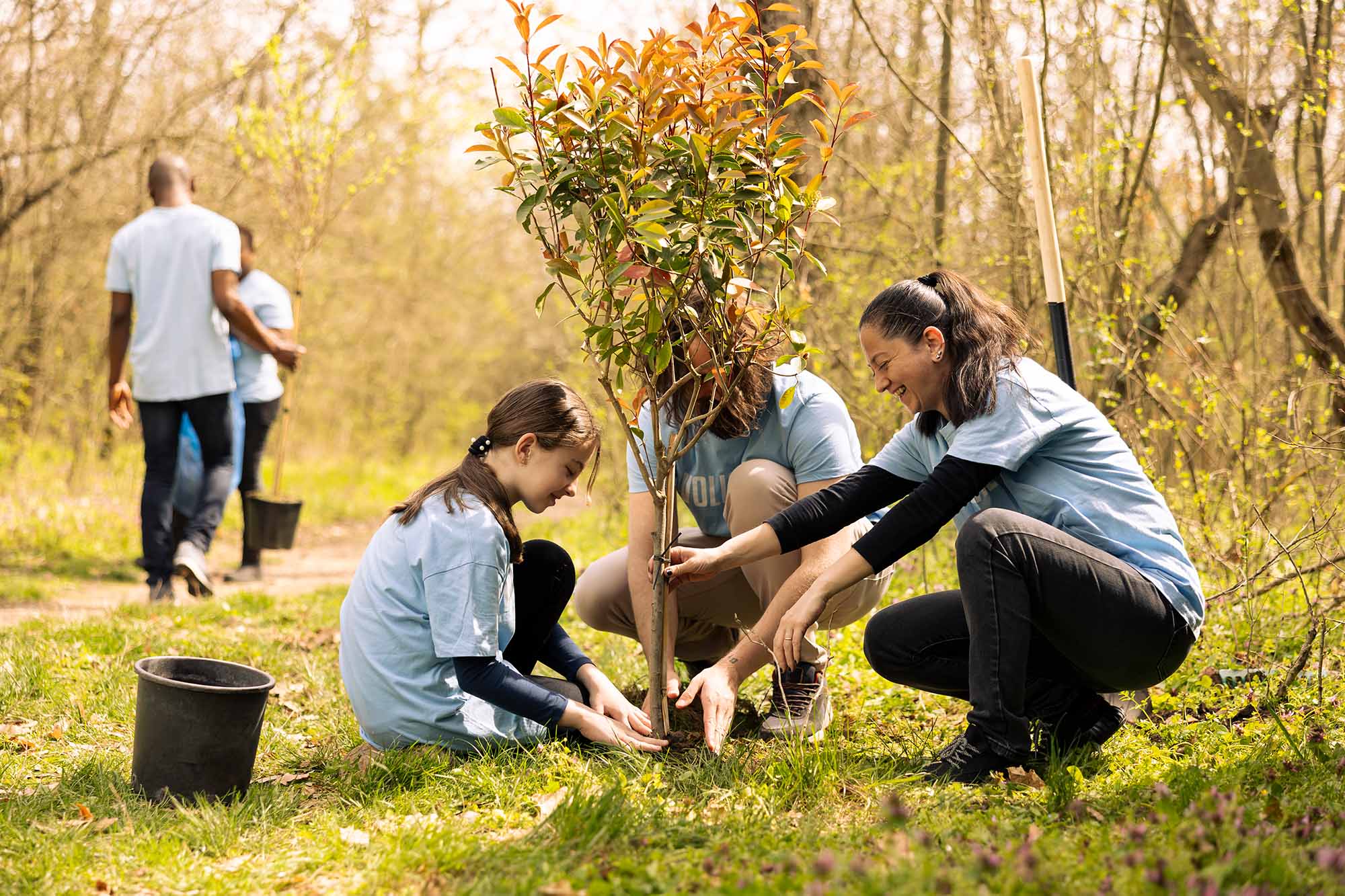 Summer Tree Care