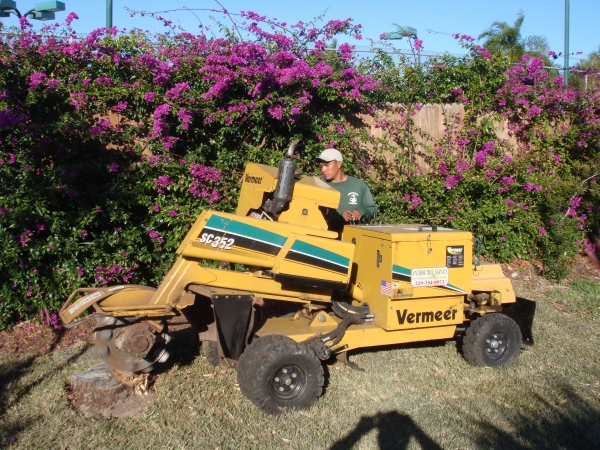 Man removing a tree stump